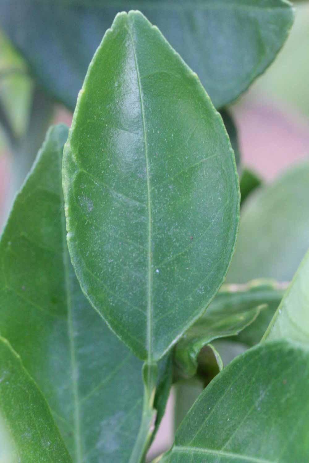            Unifoliolate leaf (Riverside, CA)   
